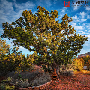 小伙子和老妇videos
